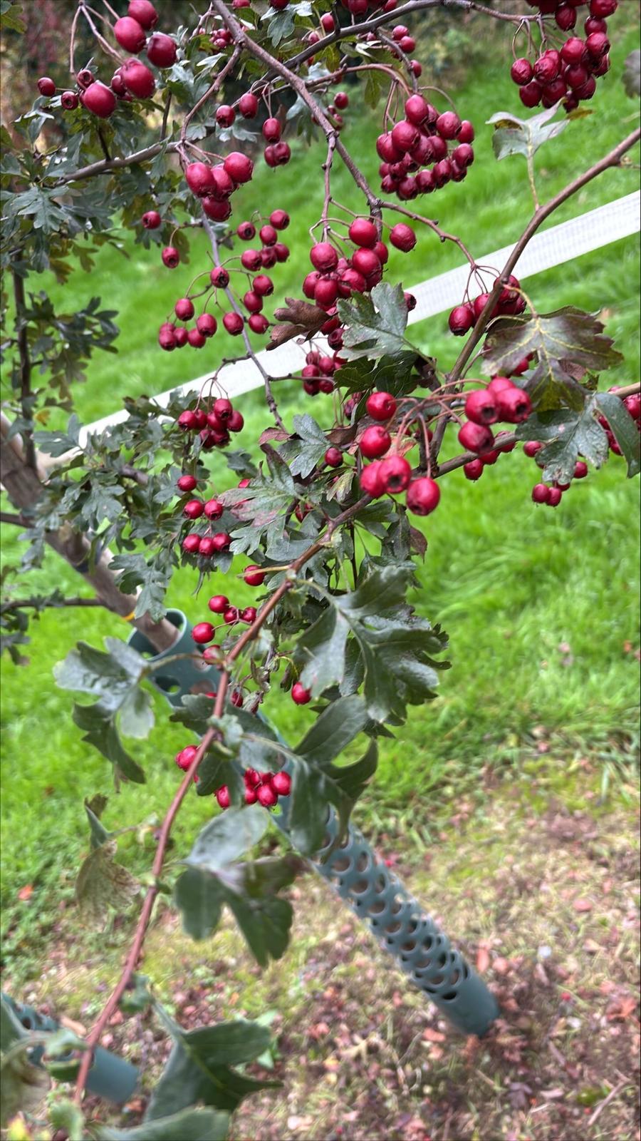 Papervale Trees nursery landscape and growing beds, Co. Down
