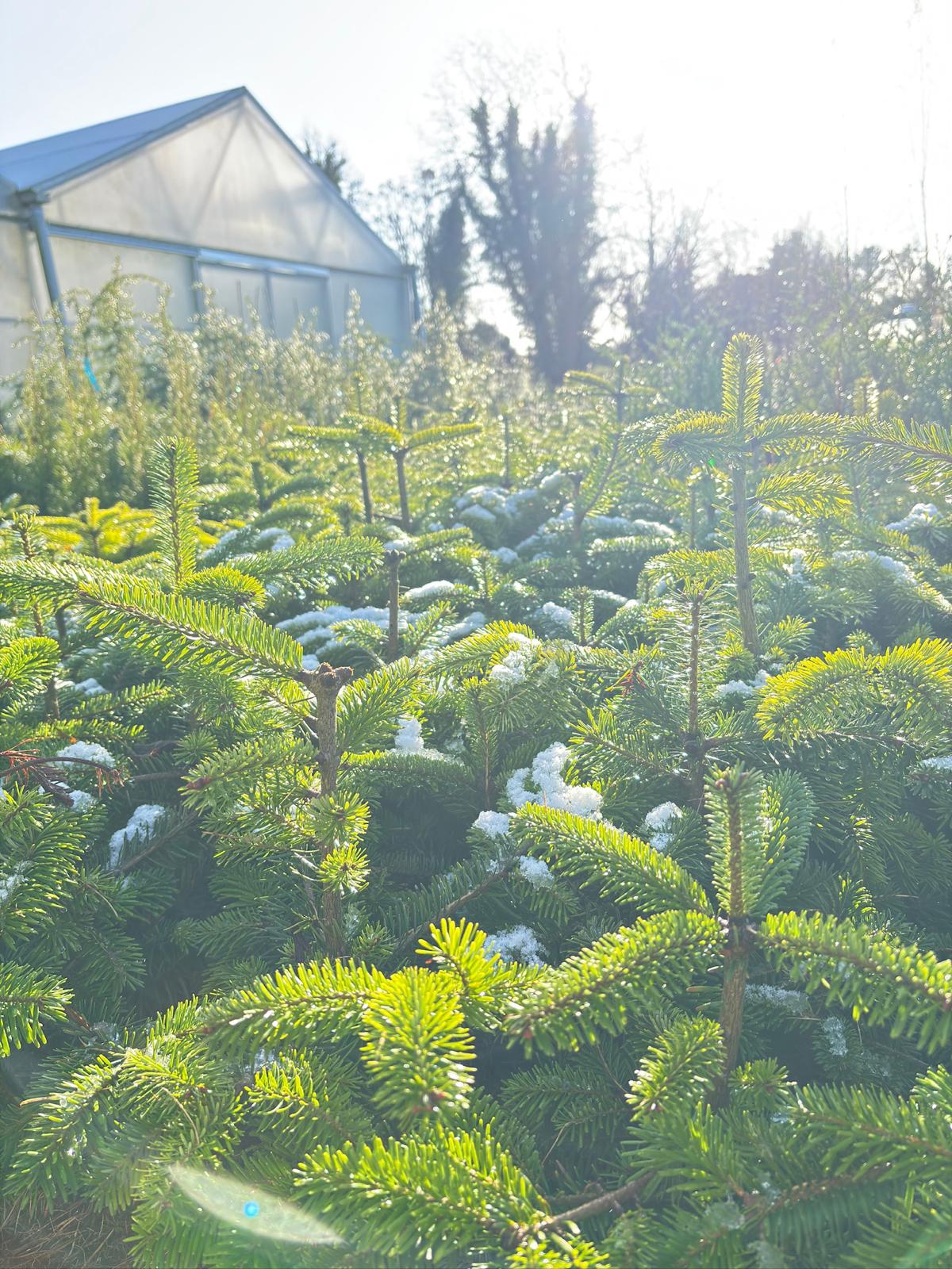 Papervale Trees nursery landscape and growing beds, Co. Down