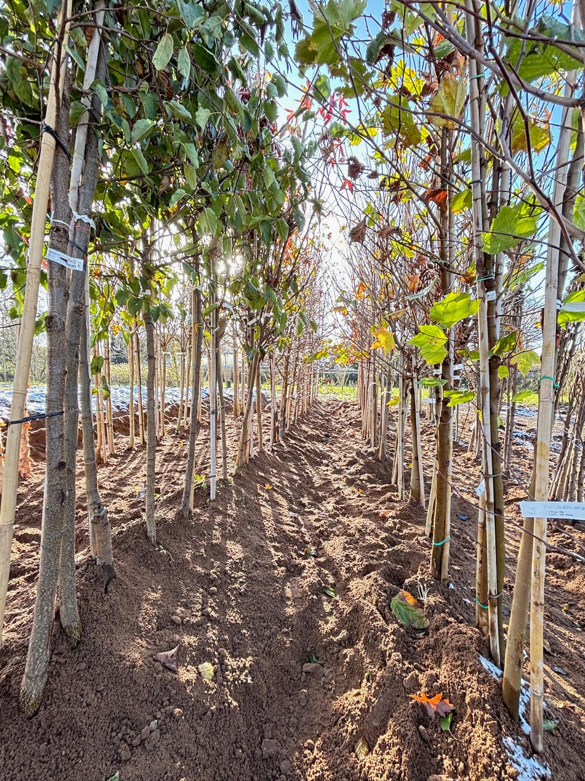 Papervale Trees nursery landscape and growing beds, Co. Down