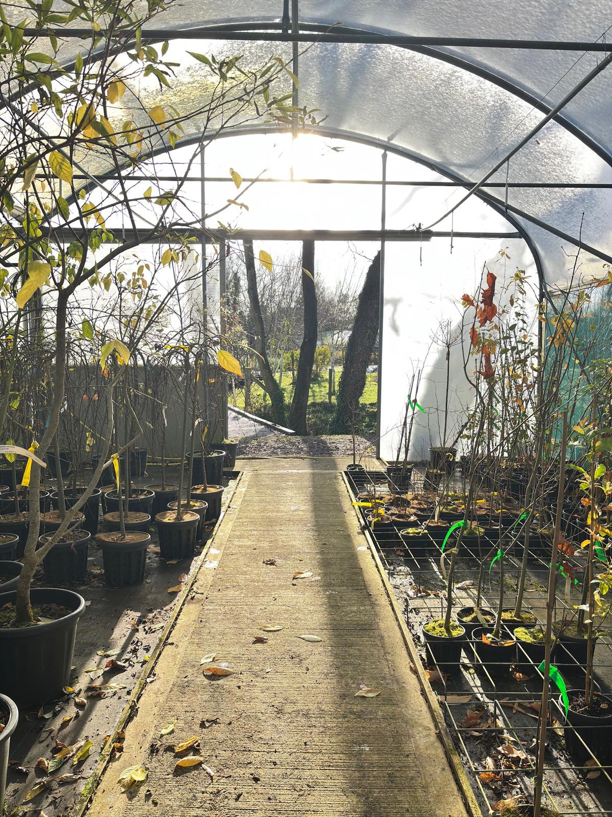 Papervale Trees nursery landscape and growing beds, Co. Down