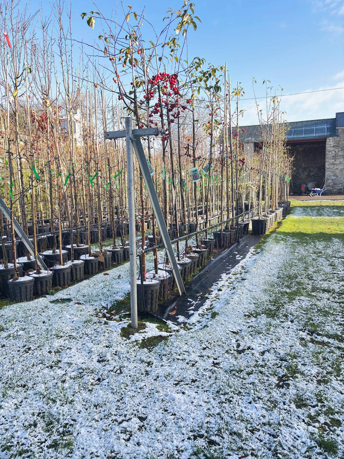 Papervale Trees nursery landscape and growing beds, Co. Down