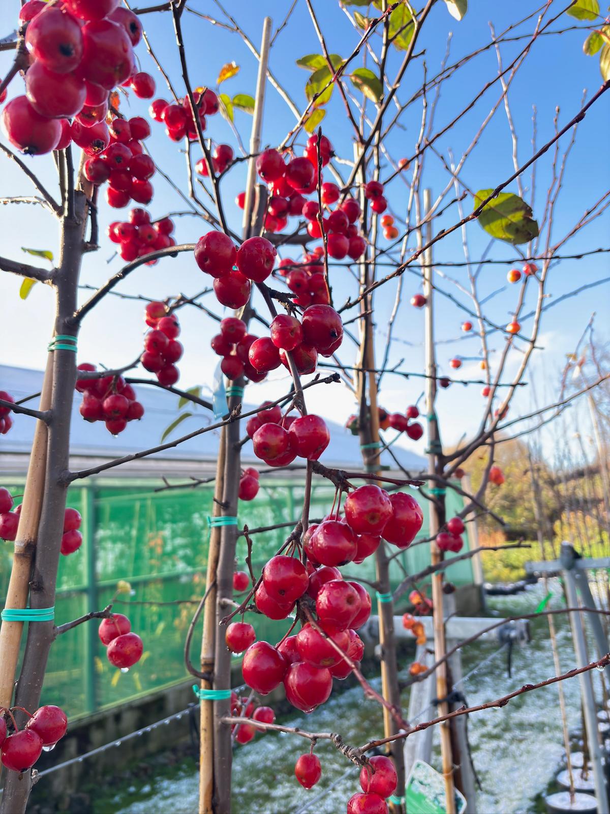 Papervale Trees nursery landscape and growing beds, Co. Down