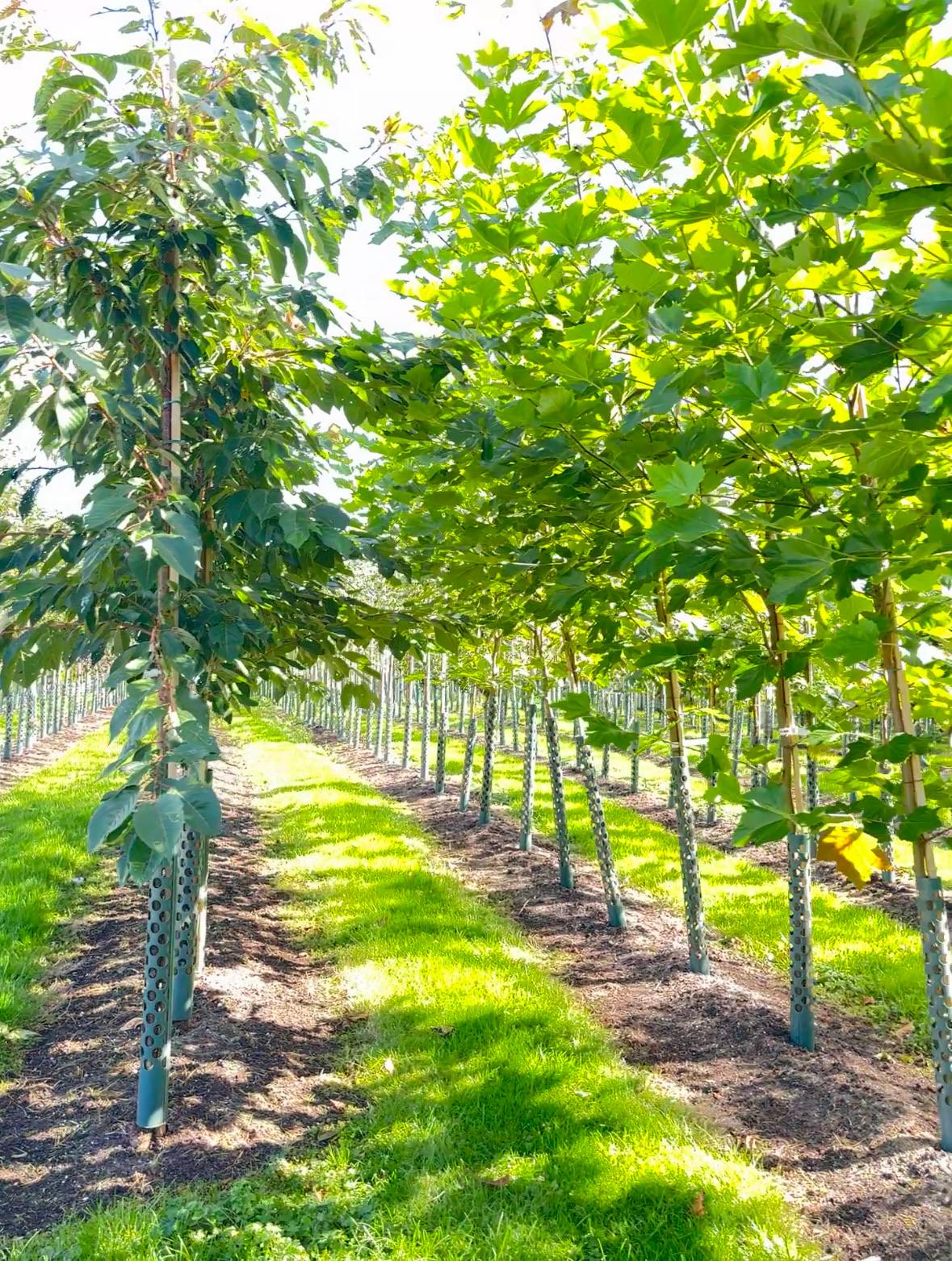 Papervale Trees nursery landscape and growing beds, Co. Down