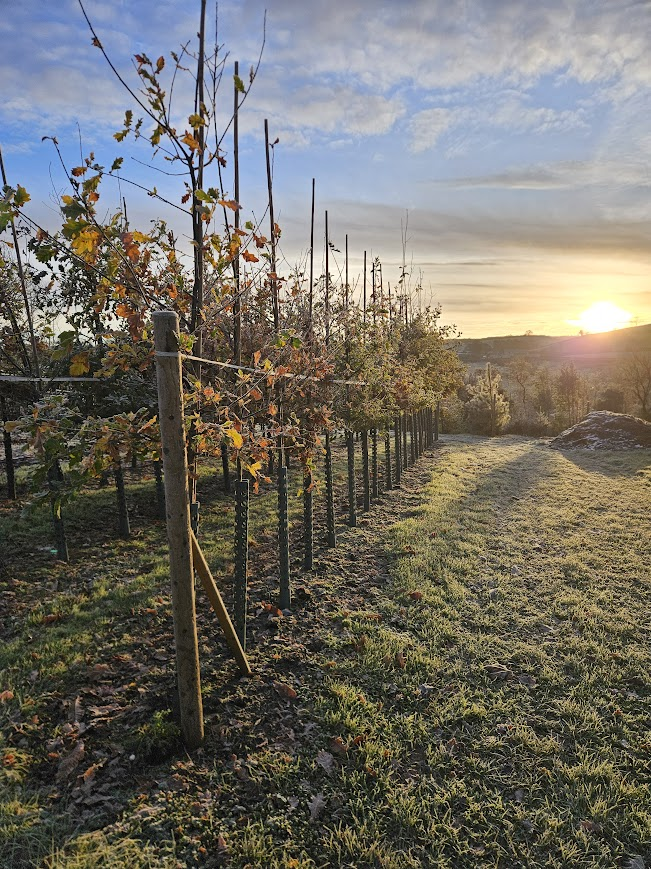 Papervale Trees nursery overview with polytunnels in Co. Down