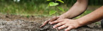 Hands carefully planting a young tree into prepared soil