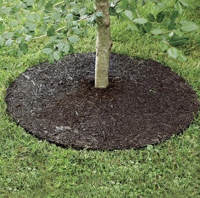 Protective mulch ring applied around a newly planted young tree