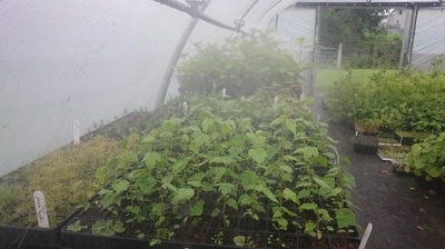 Papervale nursery stock trees in growing beds