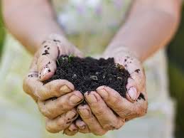 Peat-free growing media used at Papervale Trees nursery