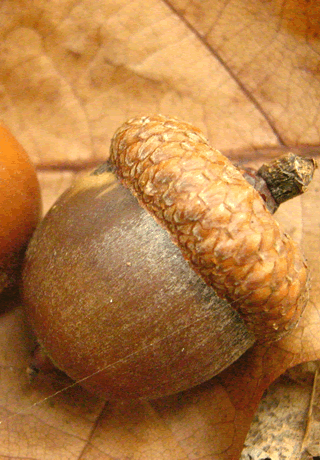 Red Oak acorn grown at Papervale Trees nursery