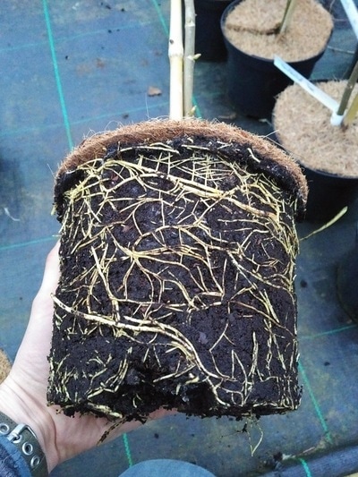 Healthy root systems of trees grown at Papervale nursery