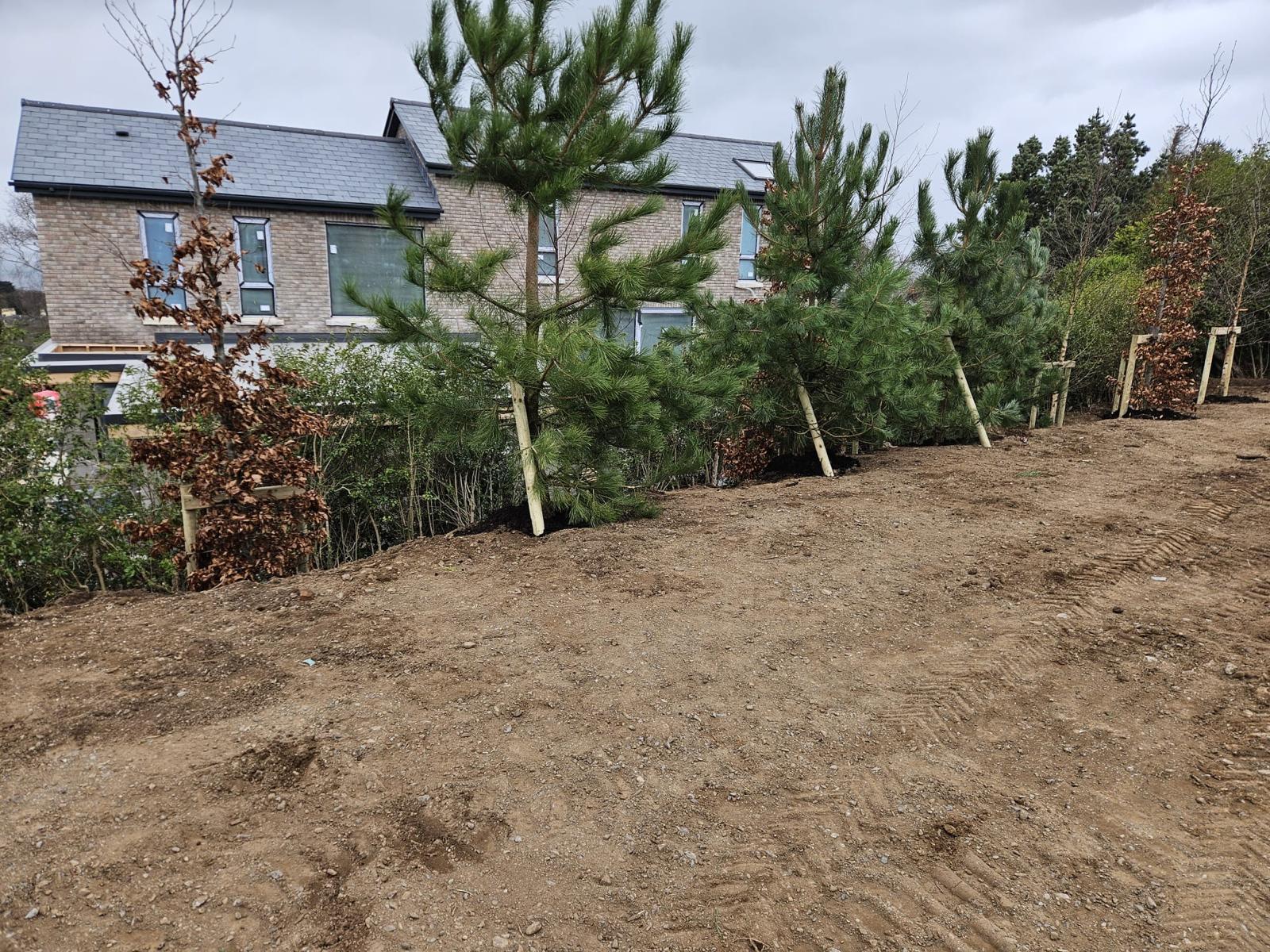Dense tree screening providing natural privacy in a garden landscape