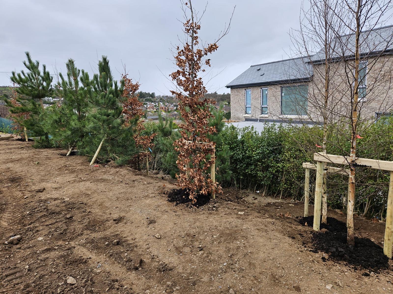 Landscaping trees planted for shelter and screening along a garden border