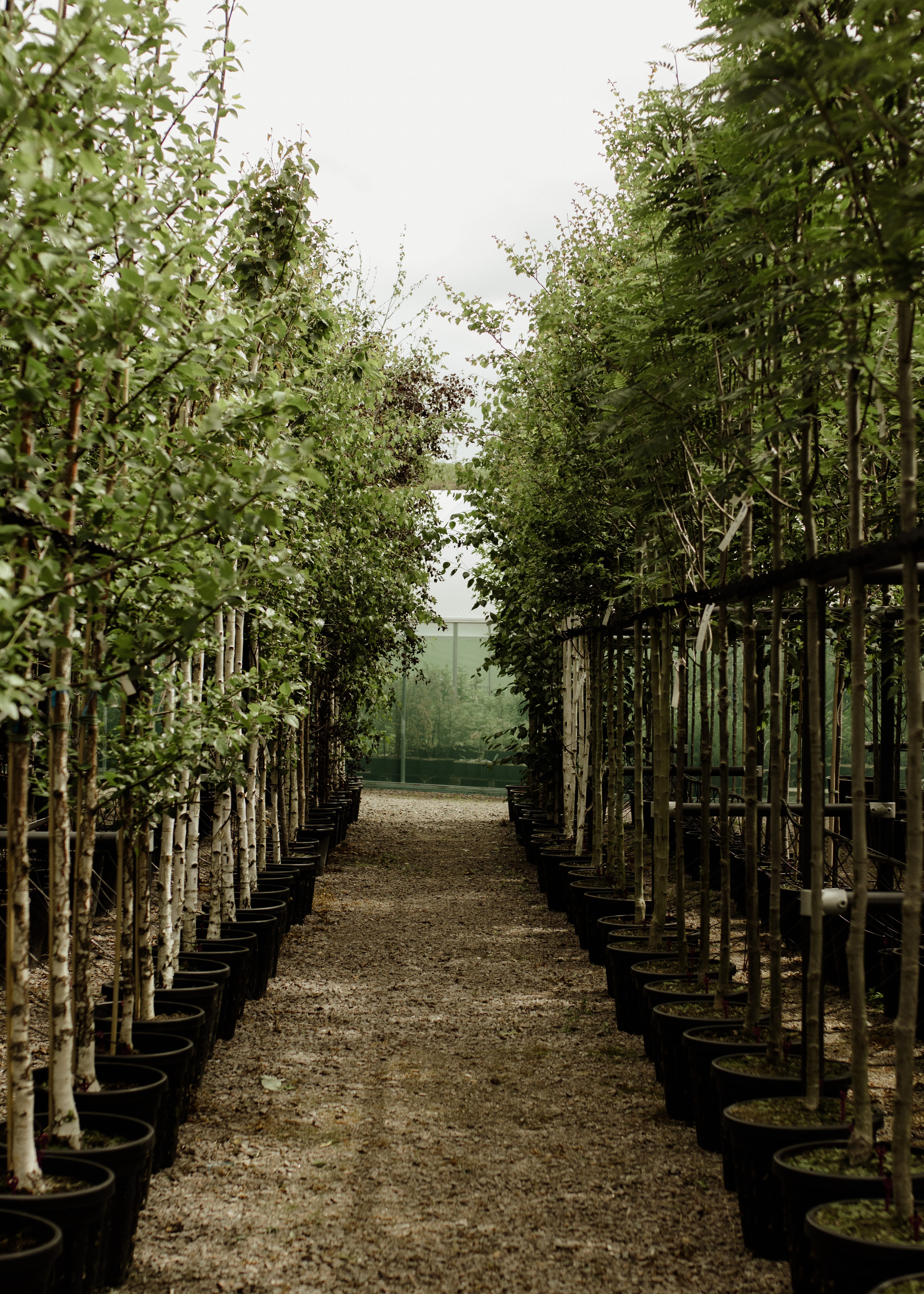 Container-grown Papervale trees displayed against a stone wall