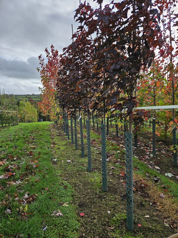 A spiral tree guard protecting a young tree stem