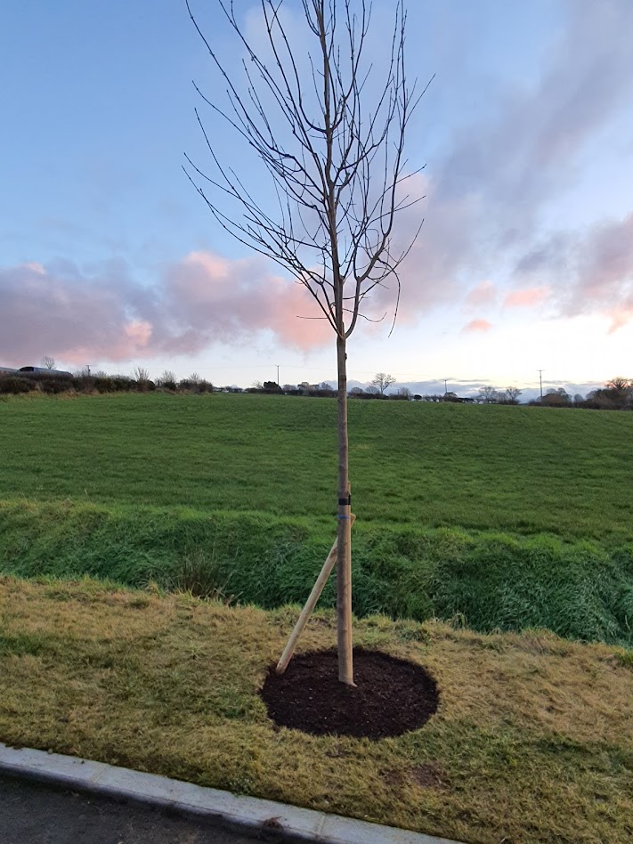 A young tree staked with a wooden post for support after planting