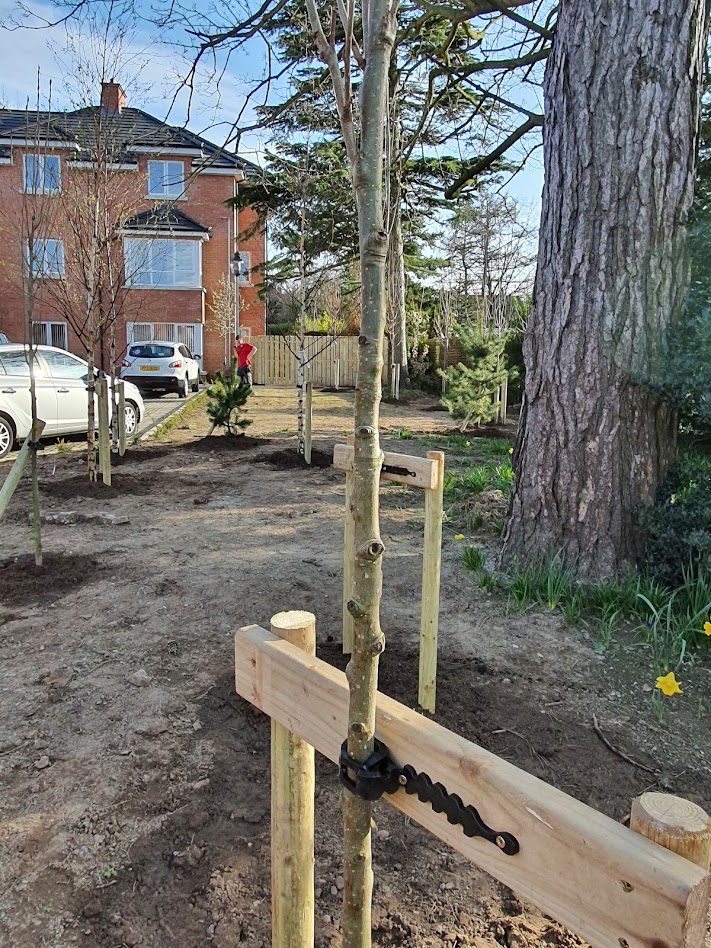 A flexible tree tie securing a young tree stem to a stake