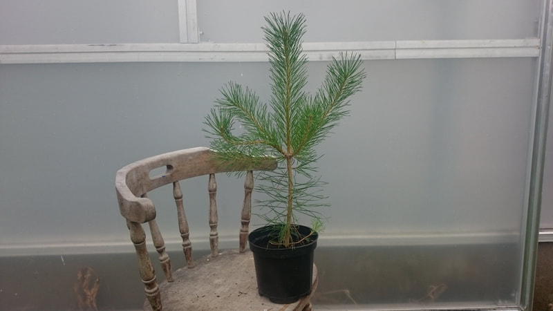 Young pine tree grown at Papervale nursery