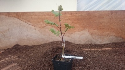 Young trees growing in Papervale nursery beds