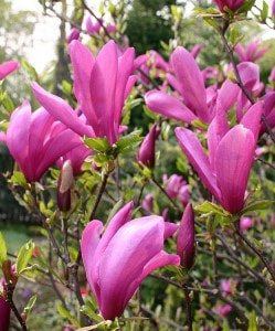 Magnolia 'Susan' - Northern Irelands Specialist Tree Nursery