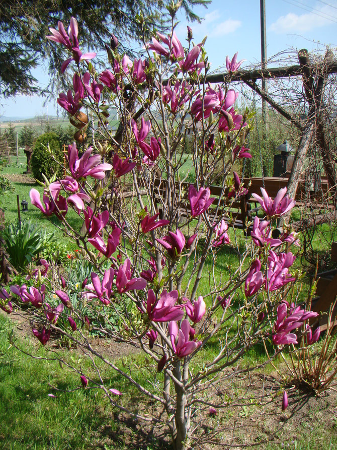 Magnolia 'Susan' - Northern Irelands Specialist Tree Nursery